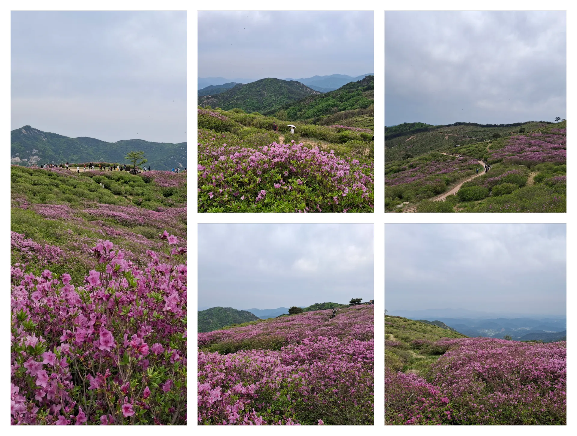 봄 황매산