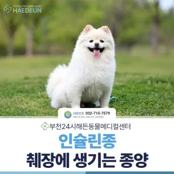 강아지 췌장암 증상 진단 치료법 안내_19