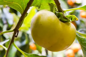 태추단감 가격&amp;#44; 효능과 영양성분