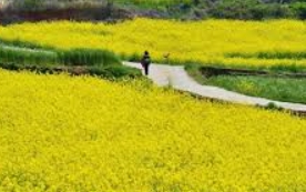 청산도 배시간표