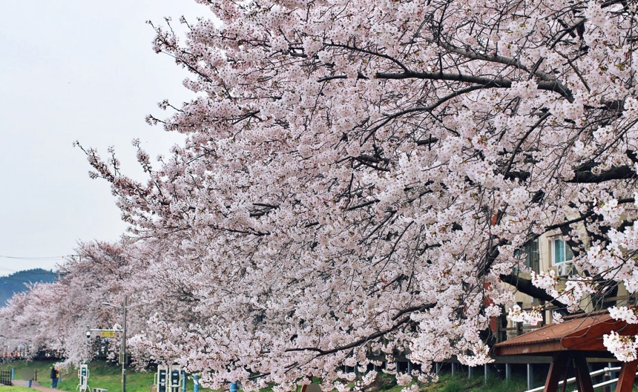 해미 벚꽃