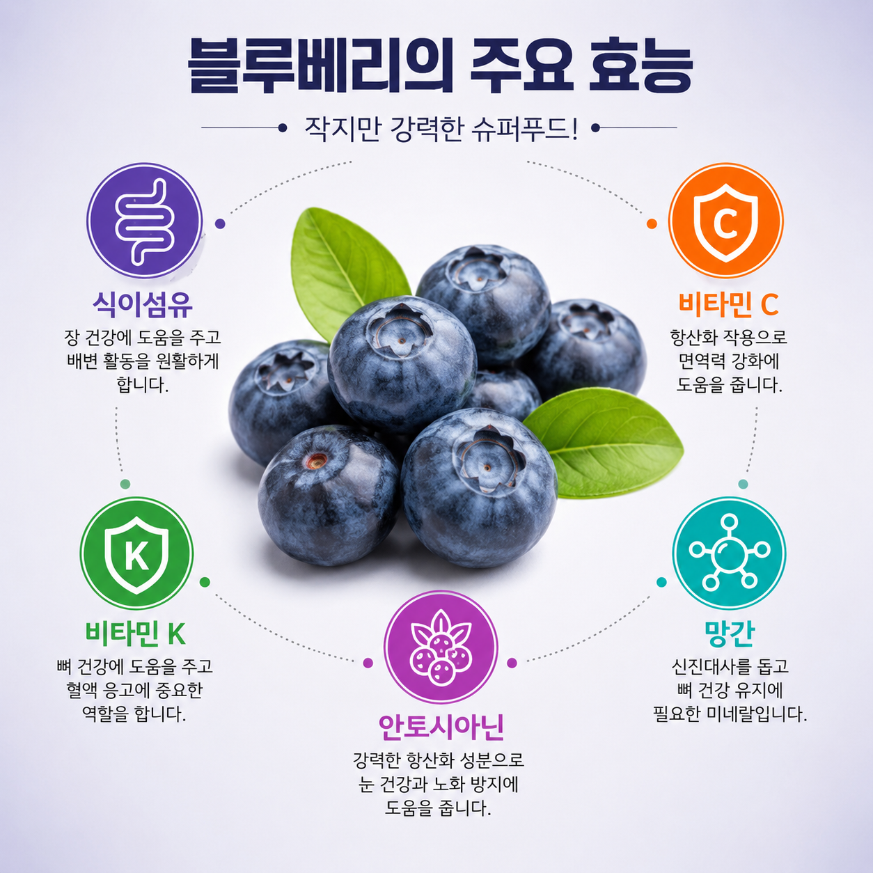 블루베리 식이섬유 비타민 C 비타민 K 안토시아닌