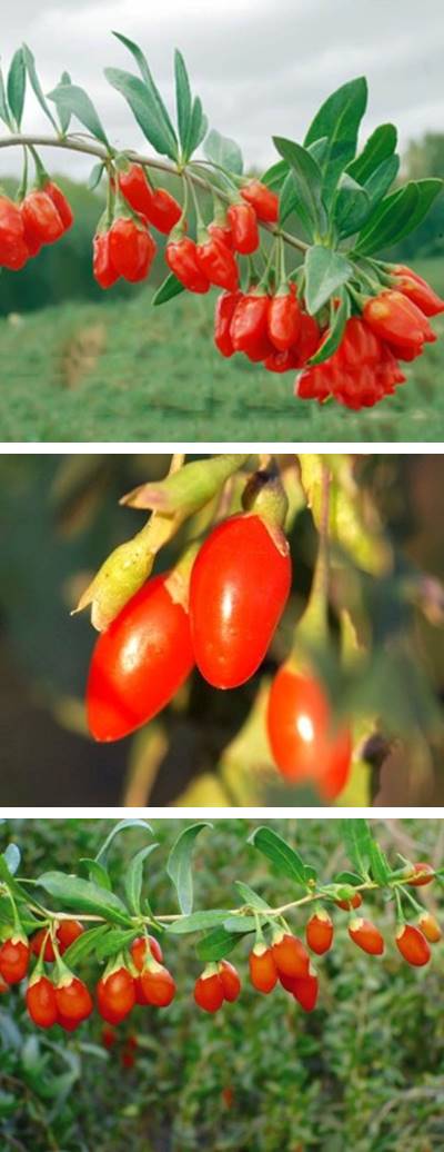 나무에_열린_열매