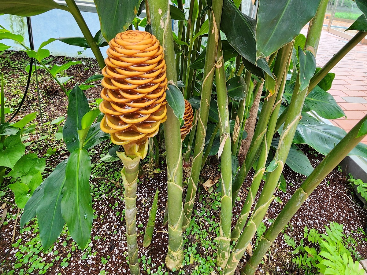 벌집징가(벌집생강)