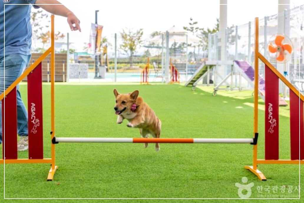 의성 가볼만한곳 베스트10 의성 펫월드