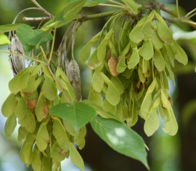 네군도단풍 시과2