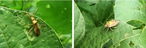 콩-서리태-메주콩-재배-병충해-충해-방제법-톱다리개미허리노린재-알락수염노린재