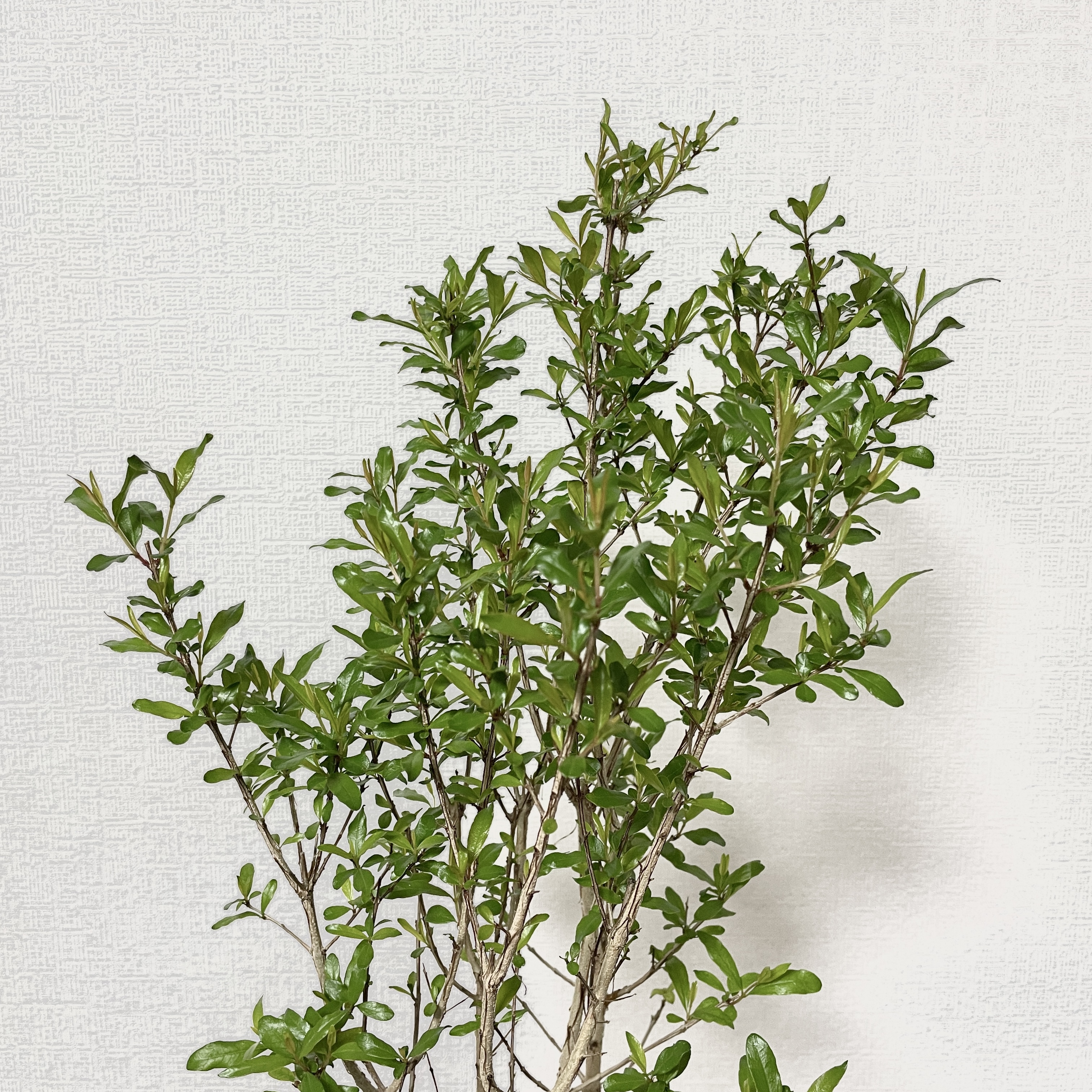 꽃석류 석류나무 키우기 재배방법