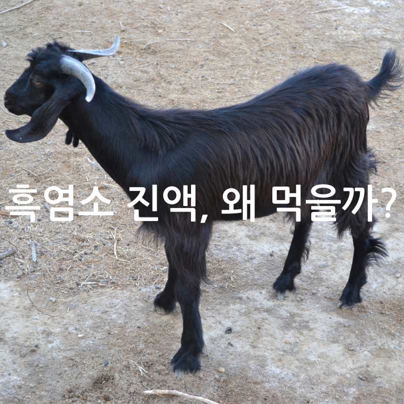 흑염소 진액 효능, 부작용, 복용법