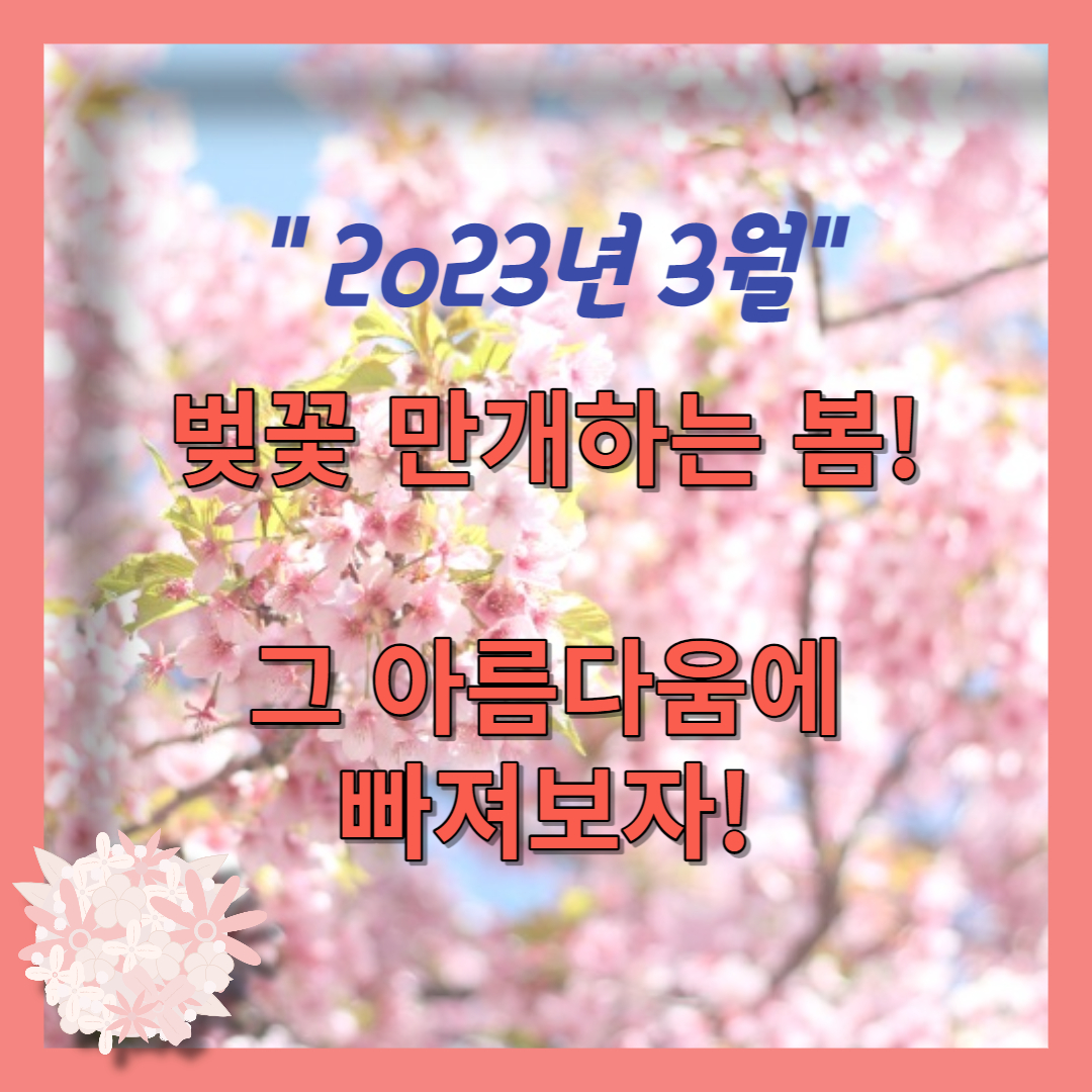 2023년 벚꽃 (11)