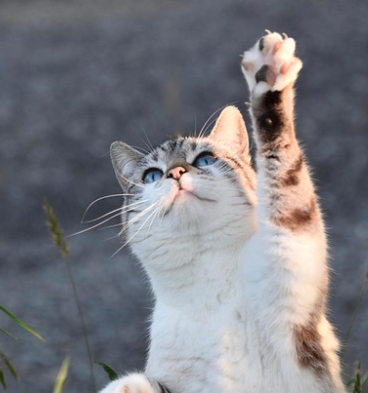 고양이 수명 평균은 몇 살일까? 관리방법 총정리