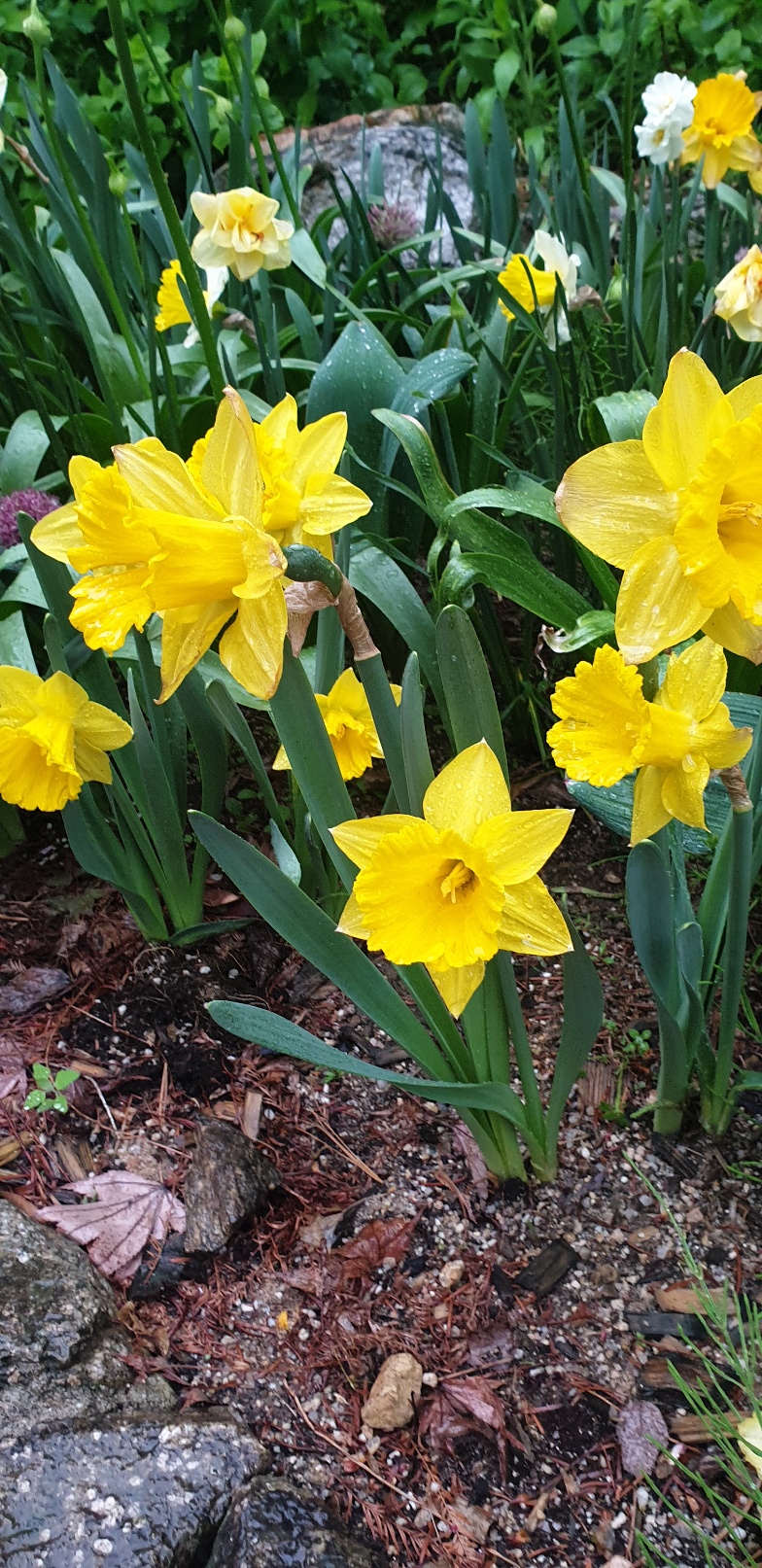 2026 벚꽃 개화시기 언제? 전국 명소 완벽 정리