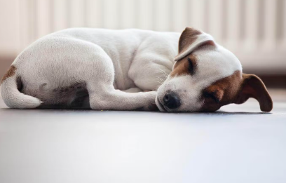 누워있는 강아지