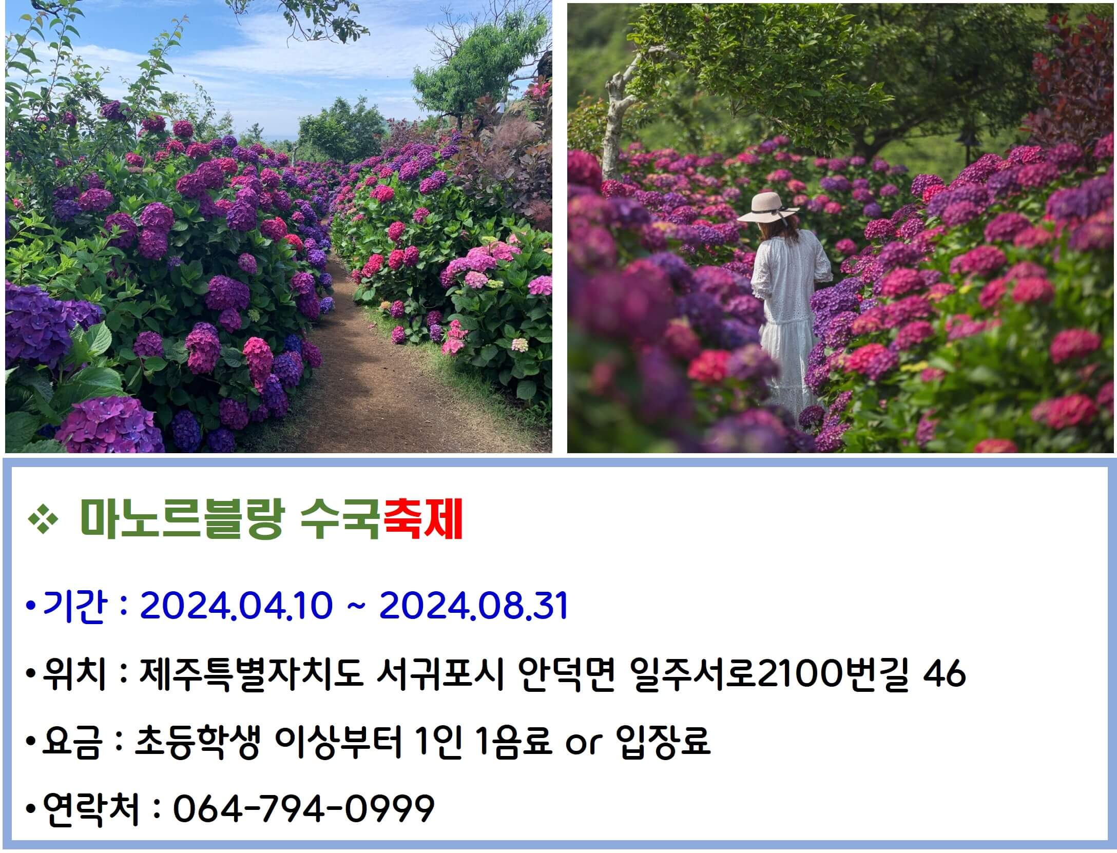 마노르블랑 수국축제