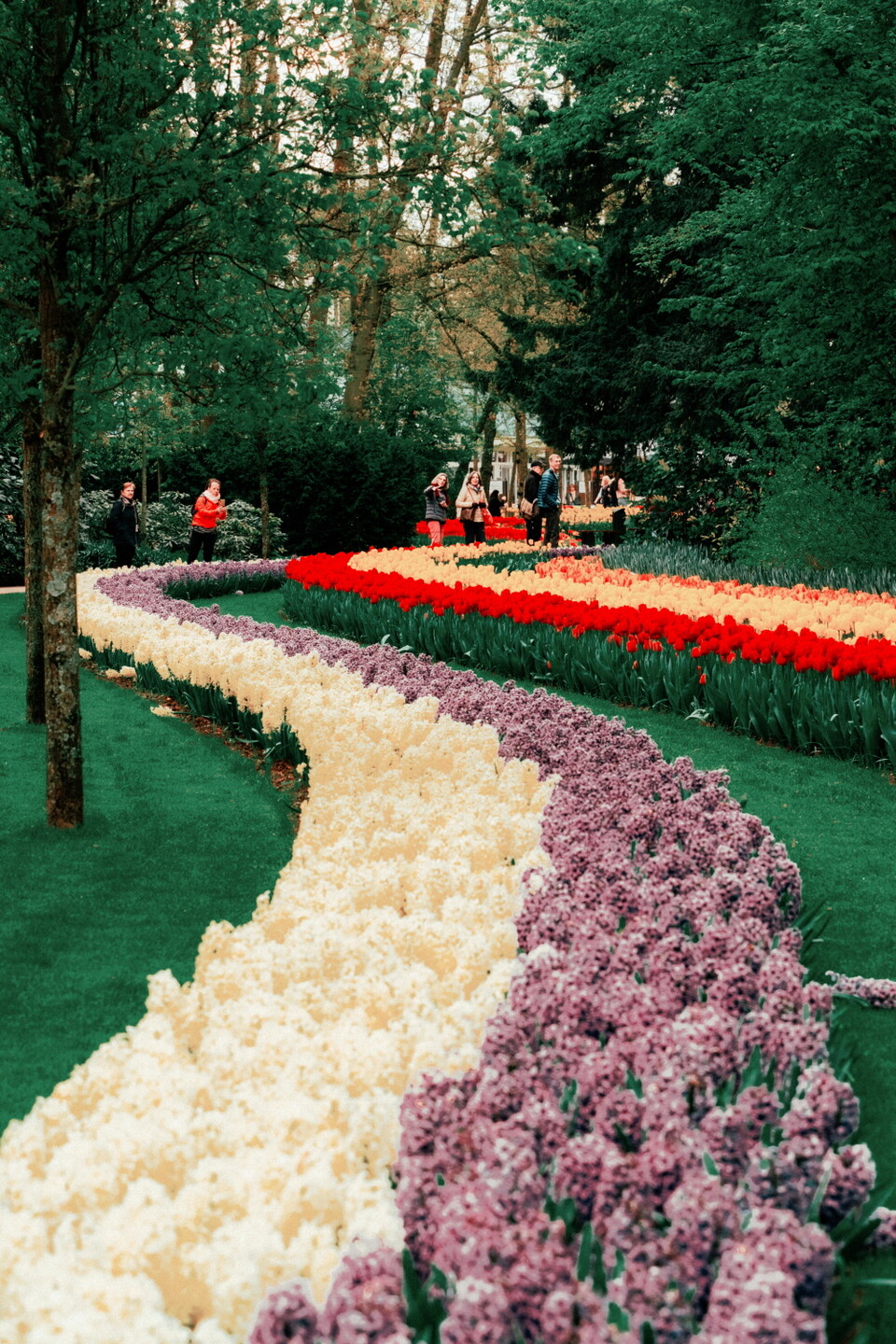 네덜란드 튤립축제