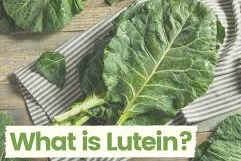 루테인-추천
