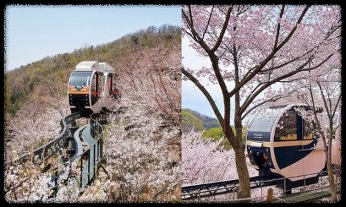 2025년 화담숲-봄맞이 최고의 벚꽃 명소