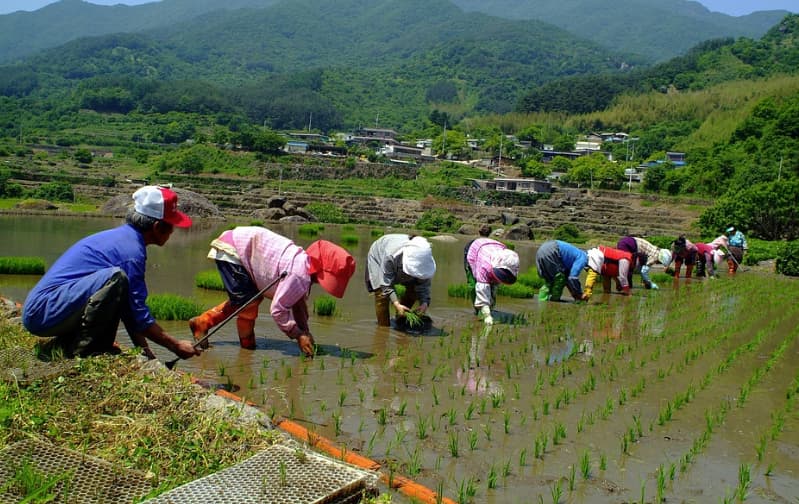 여러 사람이 줄지어 논에서 모내기 함
