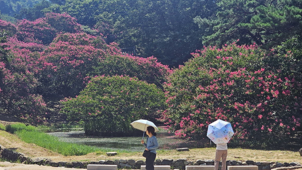 담양 명옥헌 원림 배롱나무 개화 시기와 방문 팁