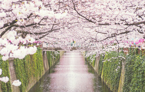 2024 도쿄 벚꽃(사쿠라) 관광지 추천 3곳 [도쿄 현지인 추천]