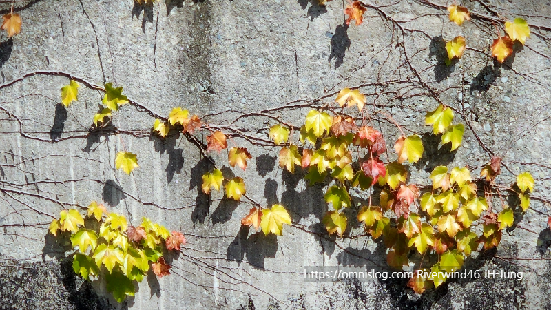 담쟁이단풍