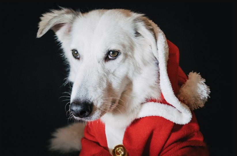 흰색 털의 강아지가 산타 옷을 입고 있음 코와 입 주변의 수염이 잘 보임