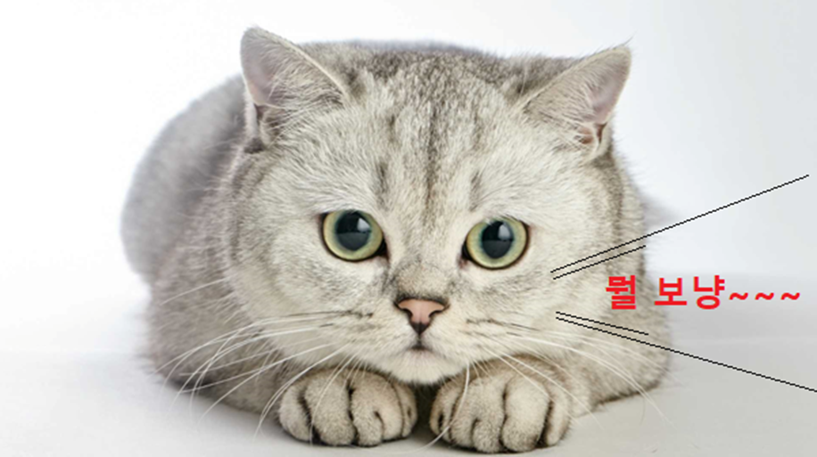 브리티시 숏헤어 고양이 이미지-2