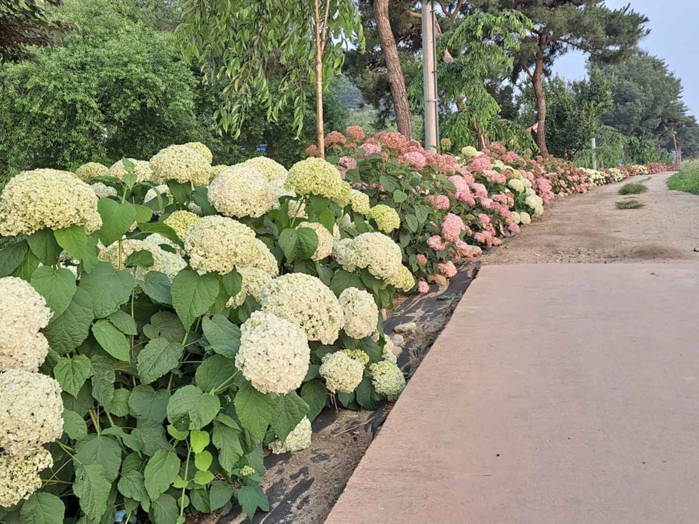 유구 색동수국축제