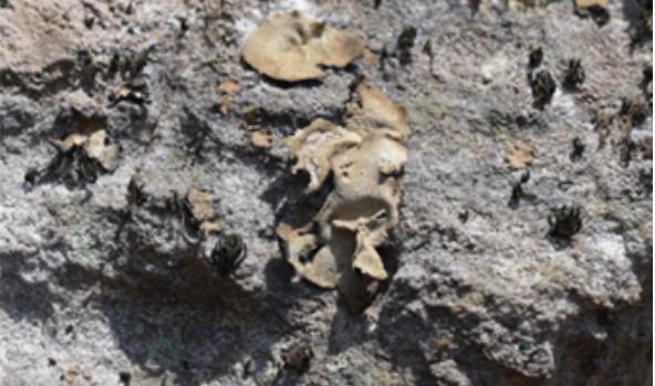 돌틈에서 발견한 극한직업 석이버섯