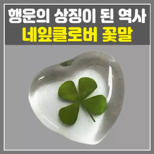 네잎클로버 꽃말, 행운의 상징이 된 역사