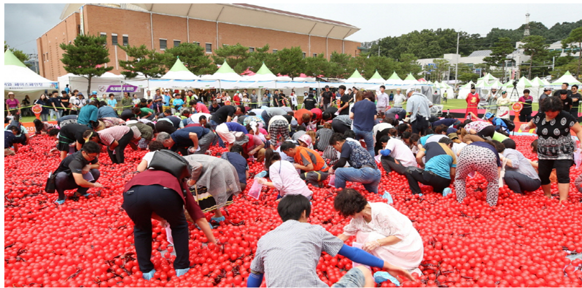 괴산 고추축제 황금고추를 찾아라