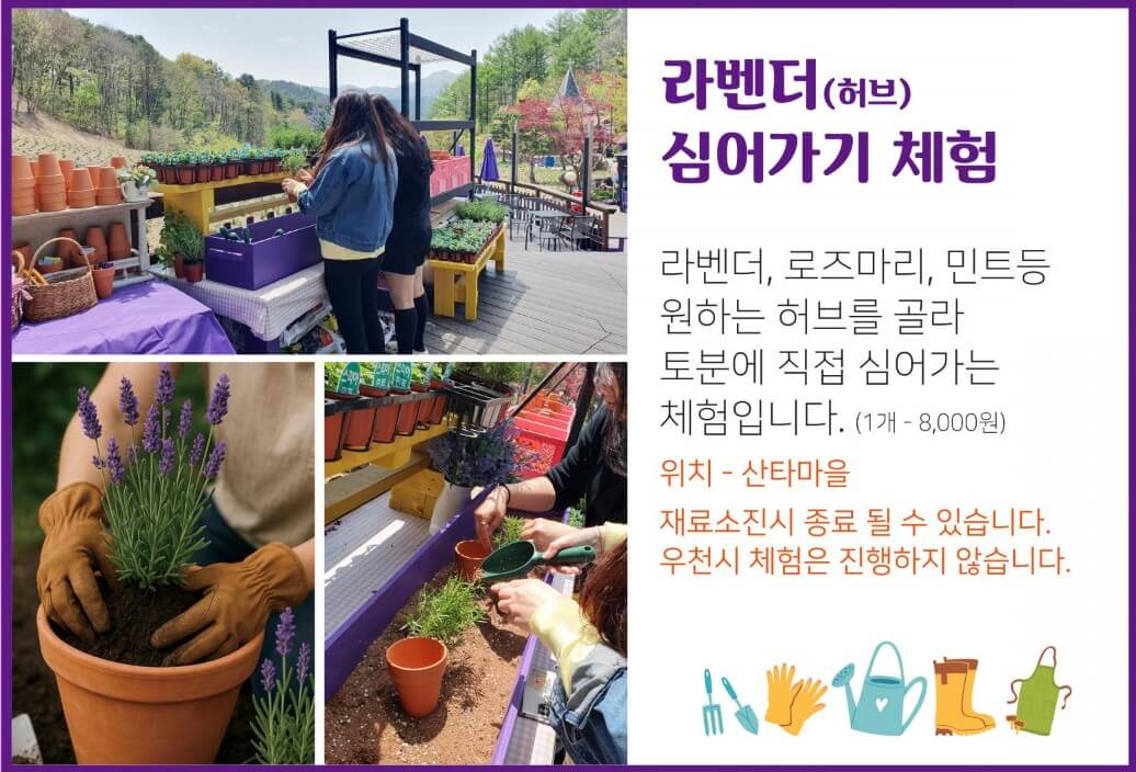 2025년 포천 허브아일랜드 라데봄 축제 완전 정복 가이드! 라데봄 축제 라벤더, 데이지 그리고 봄