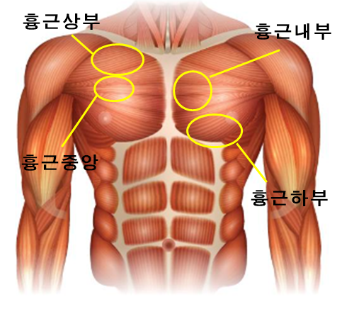 가슴근육 구조