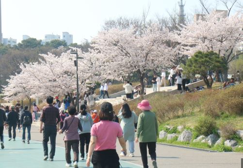 동작구 벚꽃 