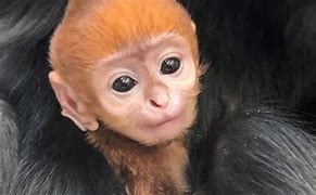 2024년 신년운세(9)원숭이띠