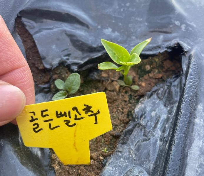 골든벨고추