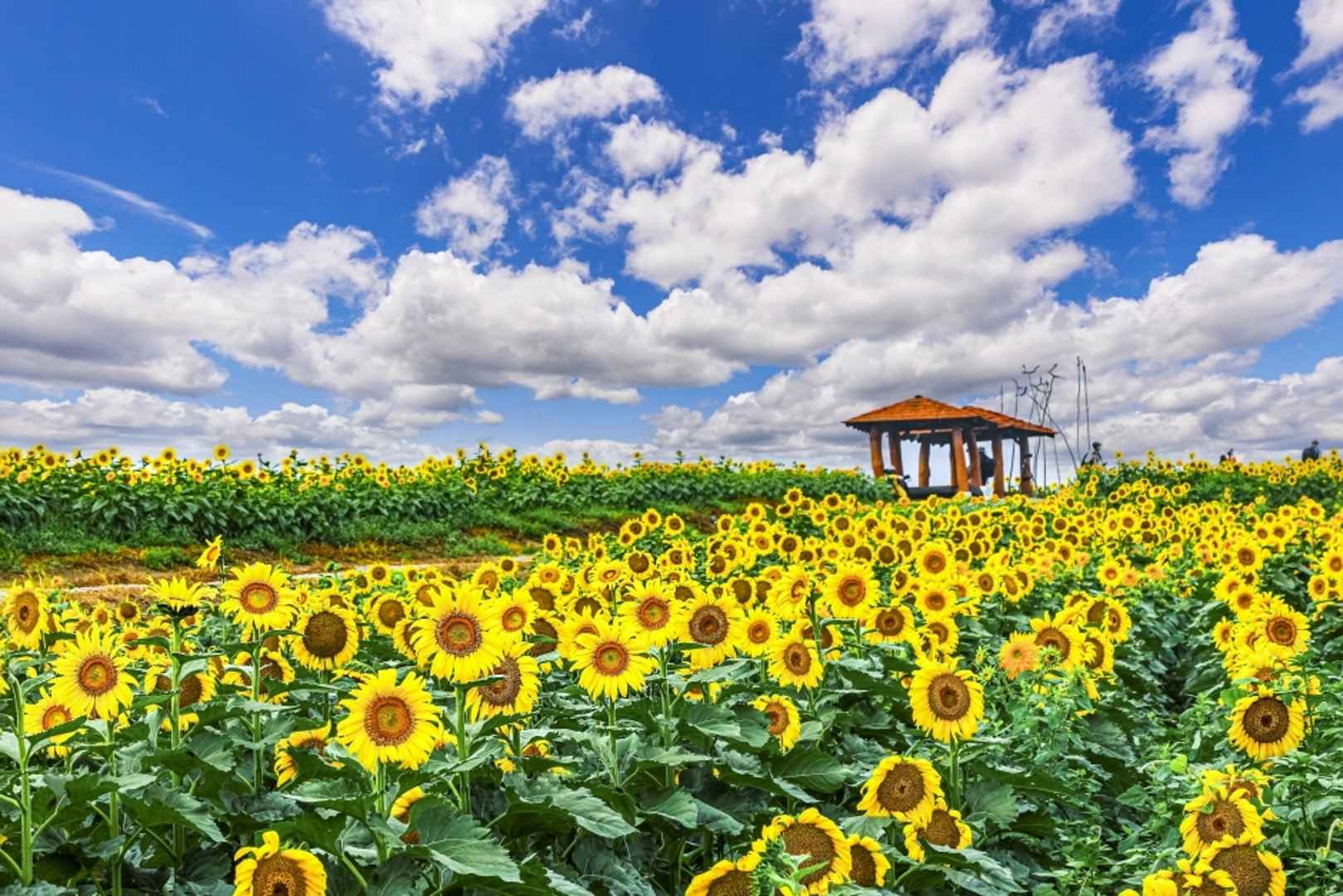 강주해바라기 마을