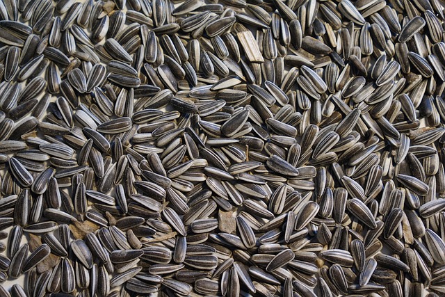 함안 강주 해바라기 축제 일정