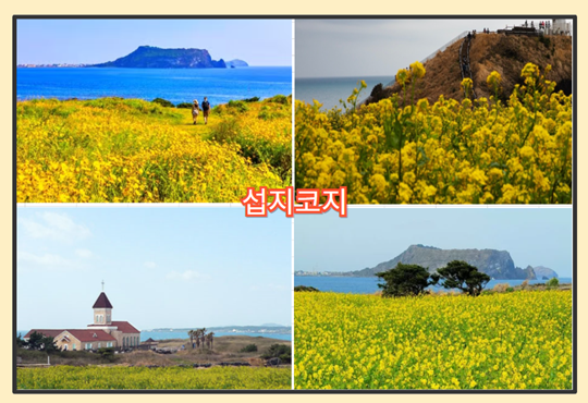제주 유채꽃 명소 - 섭지코지