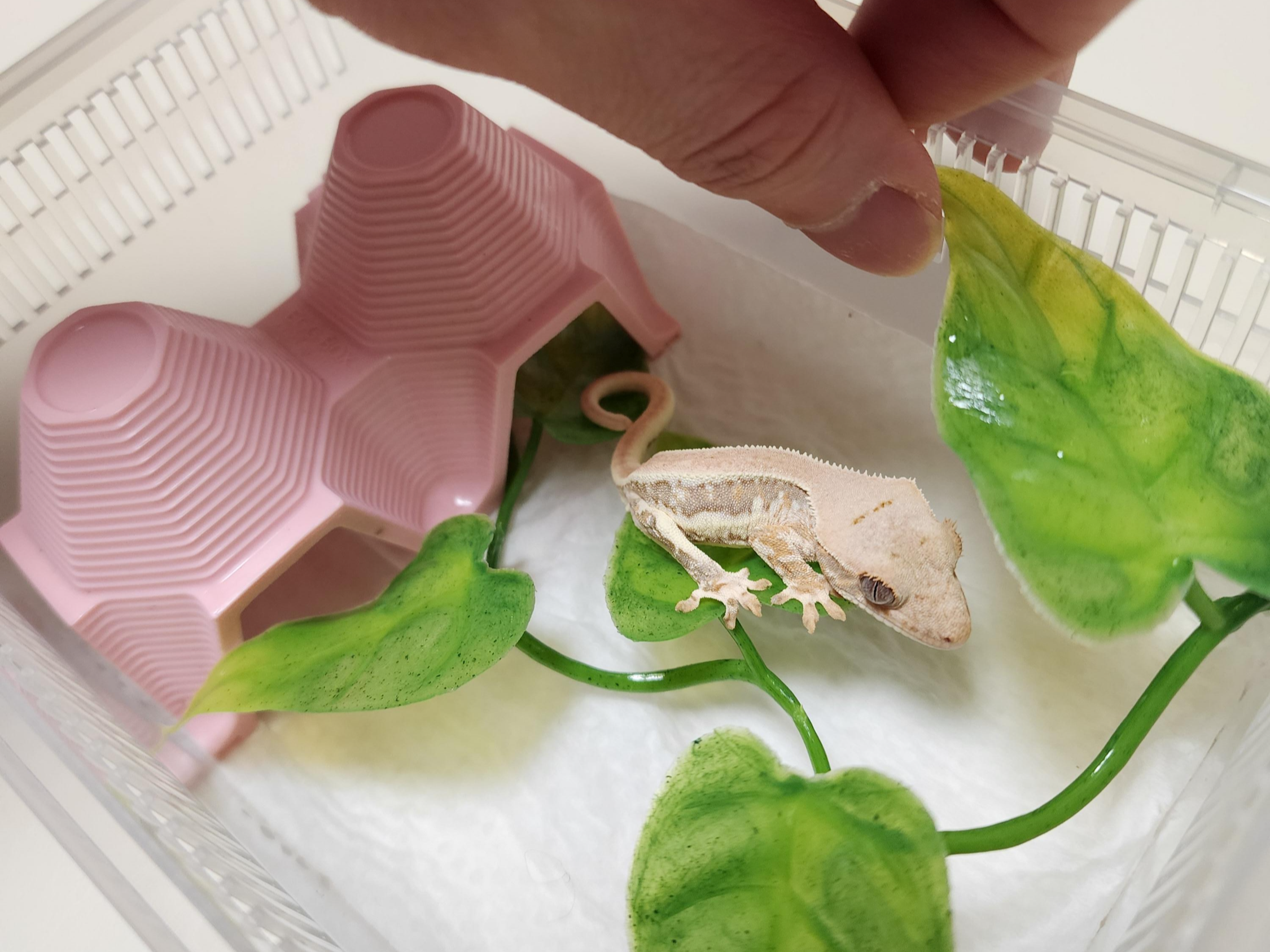 크레스티드-게코-아성체-도마뱀-사육장