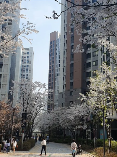 힐스테이트 신촌 벚꽃길