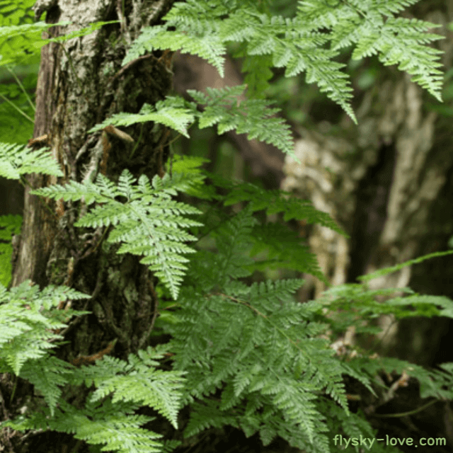 골쇄보 (넉줄고사리)