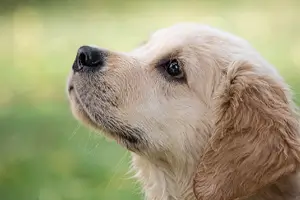 반려동물 강아지 사진