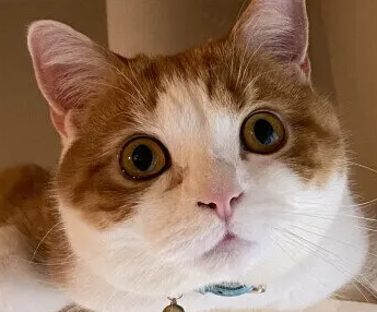 고양이 유선 종양