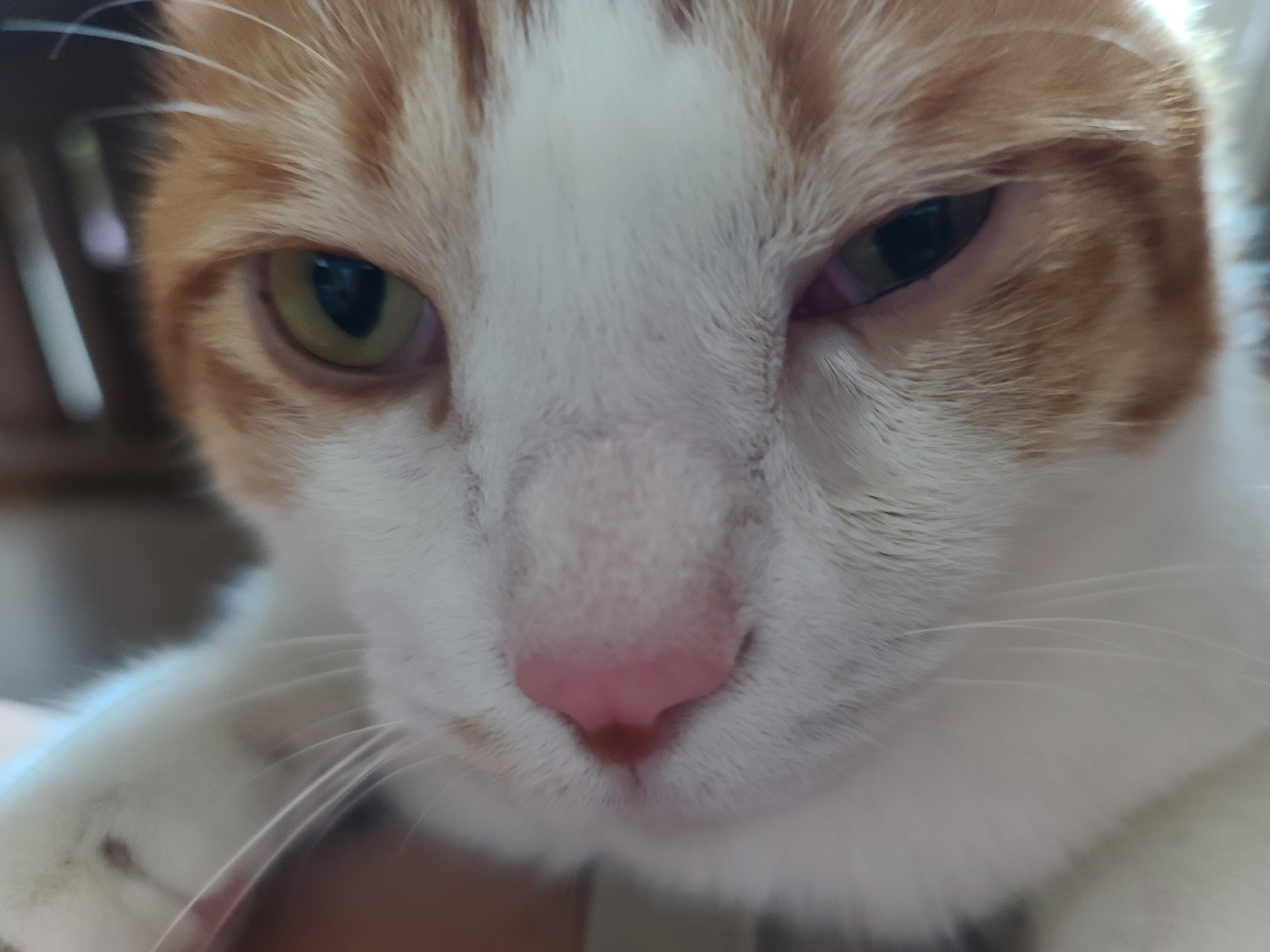 병원 다녀온 후 아픈 막둥이. 고양이+스트레스=아픔! 예민한 고양이.