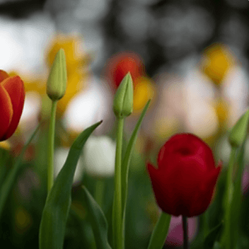 2024 태안 세계튤립꽃박람회 일정 이용 요금 총정리