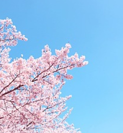 여의도 벚꽃축제 일정