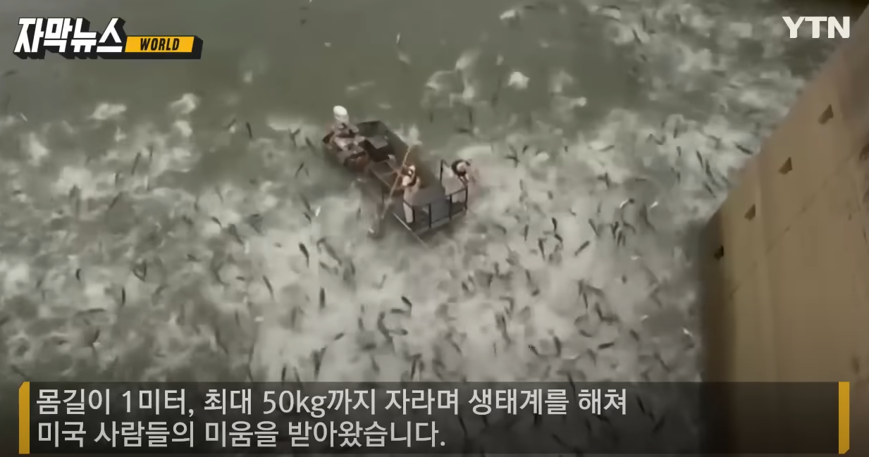 아시아잉어