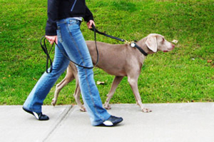 주인과 함께 천천히 걸어가는 강아지모습