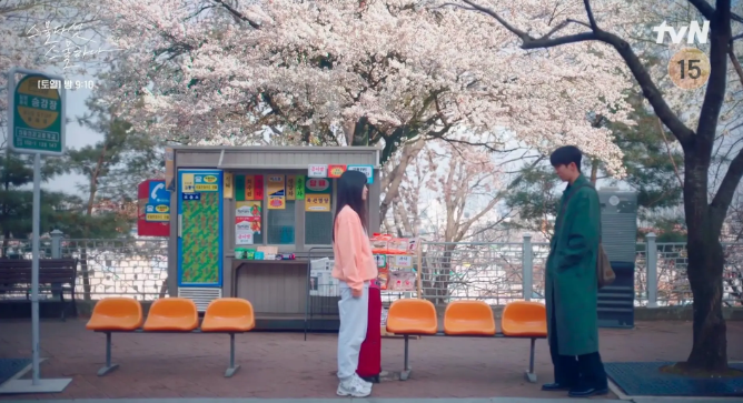 2025 고창 벚꽃축제|벚꽃 드라이브 코스 축제 일정·개화시기·근처 맛집까지 한번에 보기